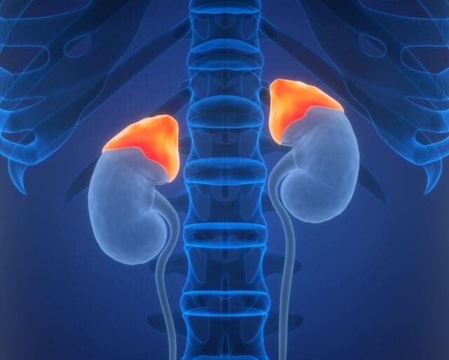 graphic of adrenal glands along a spine inside a human body